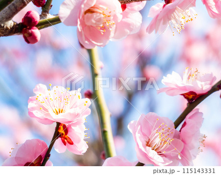 新春を告げる満開の清楚でかわいい淡いピンクの紅梅 115143331