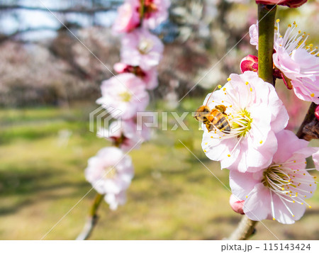 新春を告げる満開の清楚でかわいい淡いピンクの紅梅とミツバチ 115143424