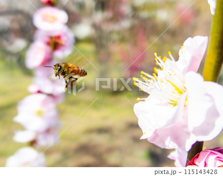 新春を告げる満開の清楚でかわいい淡いピンクの紅梅とミツバチ 新春を告げる満開の清楚でかわいい淡いピンクの紅梅とミツバチ 115143428