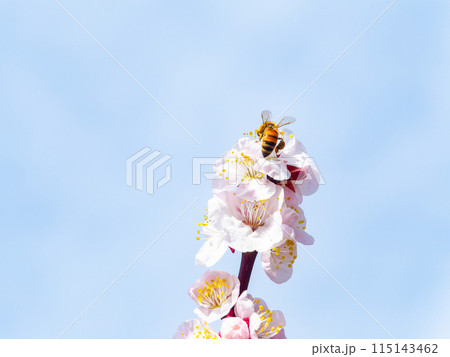 新春を告げる満開の清楚でかわいい淡いピンクの紅梅とミツバチ 115143462