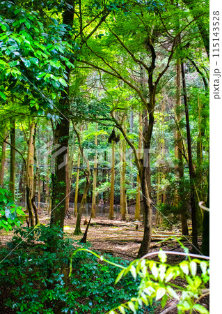 【ジブリ風京都】醍醐の森 115143528