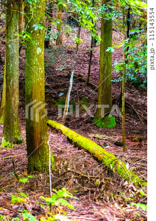 【ジブリ風京都】醍醐の森 115143554