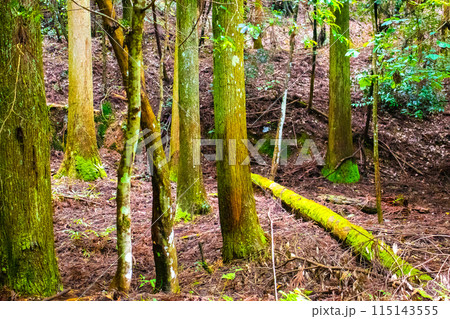 【ジブリ風京都】醍醐の森 115143555