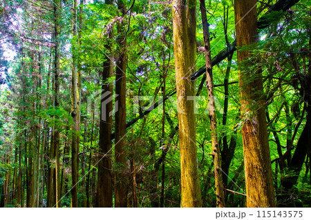 【ジブリ風京都】醍醐の森 115143575