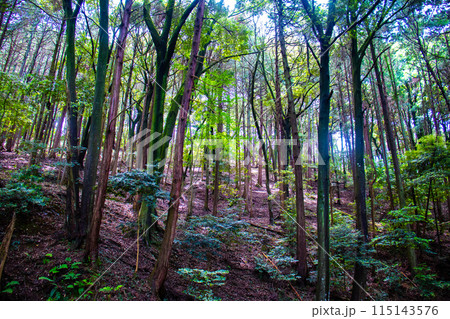 【ジブリ風京都】醍醐の森 115143576