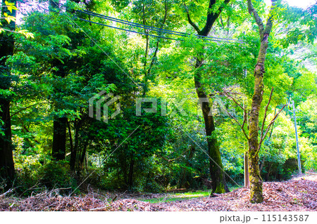 【ジブリ風京都】醍醐の森 115143587