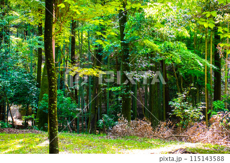 【ジブリ風京都】醍醐の森 115143588