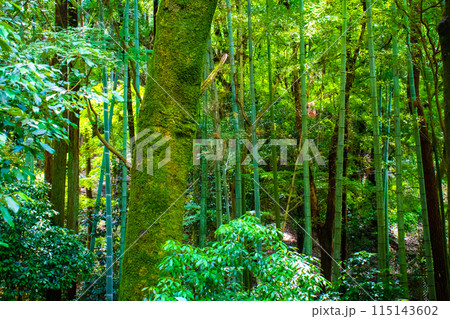 【ジブリ風京都】醍醐の森 115143602