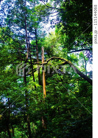 【ジブリ風京都】醍醐の森 115144068