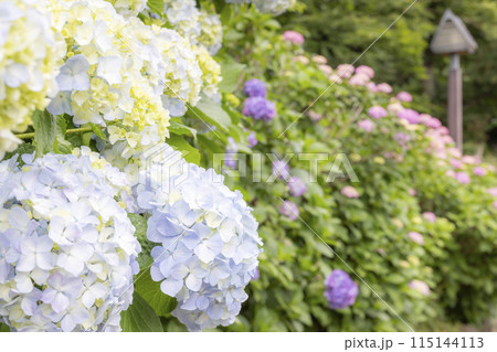紫陽花 紫陽花 115144113