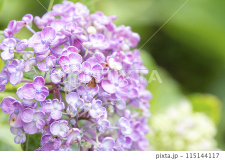 紫陽花 紫陽花 115144117