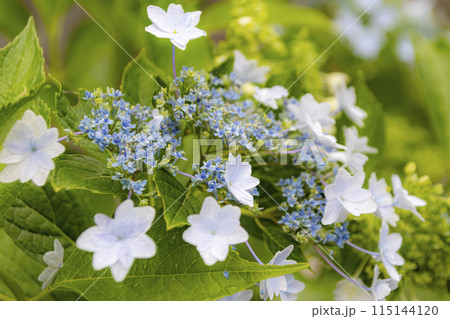 紫陽花 115144120