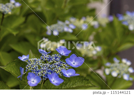 紫陽花 115144121