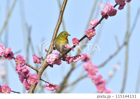 満開の紅梅にメジロさん ( 春イメージ ) 満開の紅梅にメジロさん ( 春イメージ ) 115144131