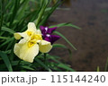 花菖蒲 黄 115144240