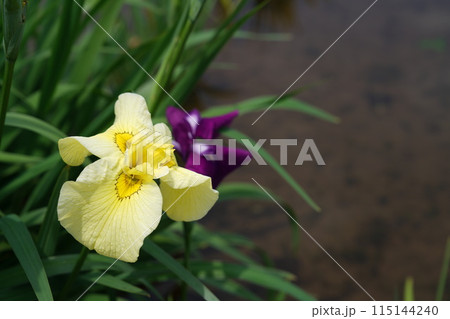 花菖蒲 黄 115144240