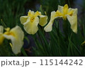花菖蒲 黄 115144242