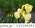 花菖蒲 黄 115144243