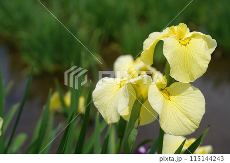 花菖蒲 黄 花菖蒲 黄 115144243
