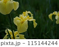 花菖蒲 黄 115144244