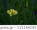 花菖蒲 黄 115144245