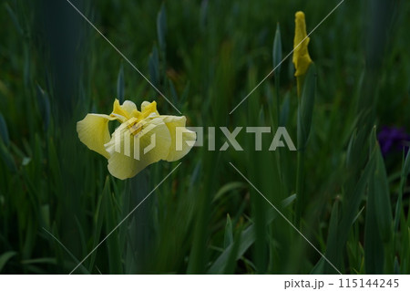 花菖蒲 黄 115144245
