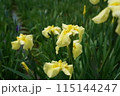 花菖蒲 黄 115144247