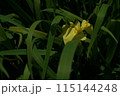 花菖蒲 黄 115144248