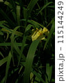 花菖蒲 黄 115144249