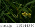 花菖蒲 黄 115144250