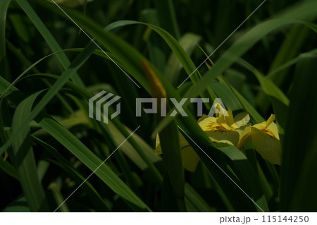 花菖蒲 黄 115144250