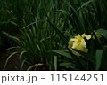 花菖蒲 黄 115144251