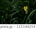 花菖蒲 黄 115144254