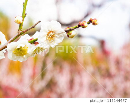 春の訪れを告げる満開の美しい白梅 115144477