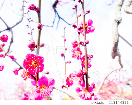 春の訪れを告げる満開の紅梅 115144531