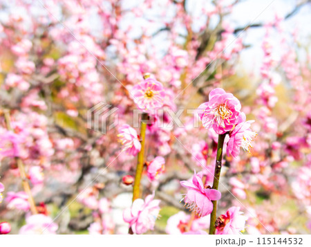 春の訪れを告げる満開の紅梅 春の訪れを告げる満開の紅梅 115144532