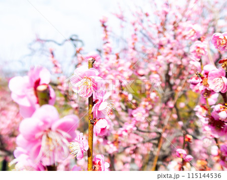 春の訪れを告げる満開の紅梅 115144536