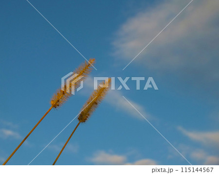 猫じゃらしキンエノコロと秋の空 115144567