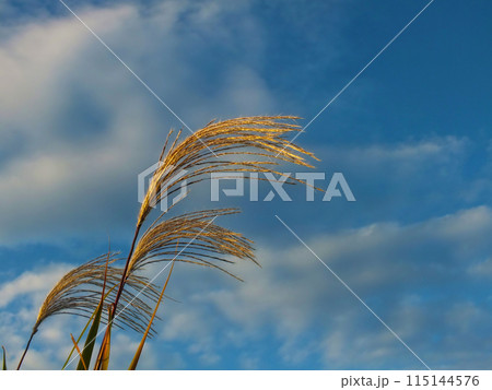 すすき_03 115144576