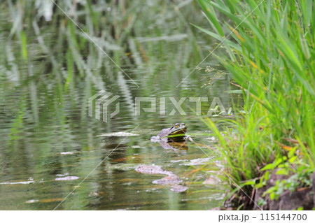 ウシガエル ウシガエル 115144700