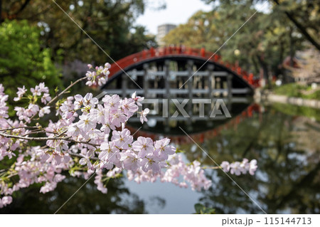 大阪/住吉大社の赤い反橋(2024年4月9日撮影) 大阪/住吉大社の赤い反橋(2024年4月9日撮影) 115144713