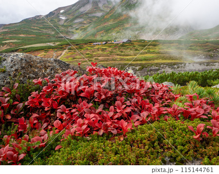 ウラシマツツジ ウラシマツツジ 115144761