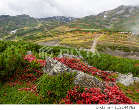 ウラシマツツジ ウラシマツツジ 115144762