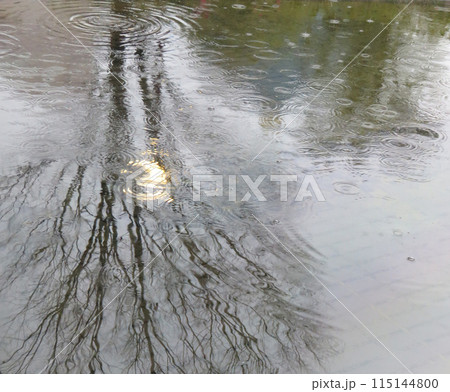 雨の波紋 115144800