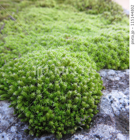 苔と石 115144802