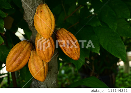熟したカカオの実と温室 熟したカカオの実と温室 115144851