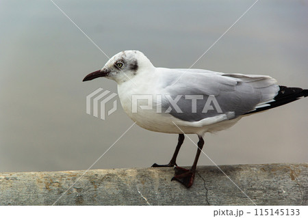 Sea gull sits on fence near seafront Sea gull sits on fence near seafront 115145133