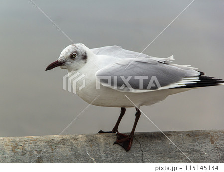 Sea gull sits on fence near seafront Sea gull sits on fence near seafront 115145134
