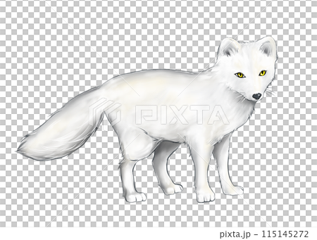 白色皮毛的北極狐 115145272