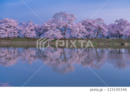 《長野県》桜満期の六道の堤・桜の名所 《長野県》桜満期の六道の堤・桜の名所 115145348